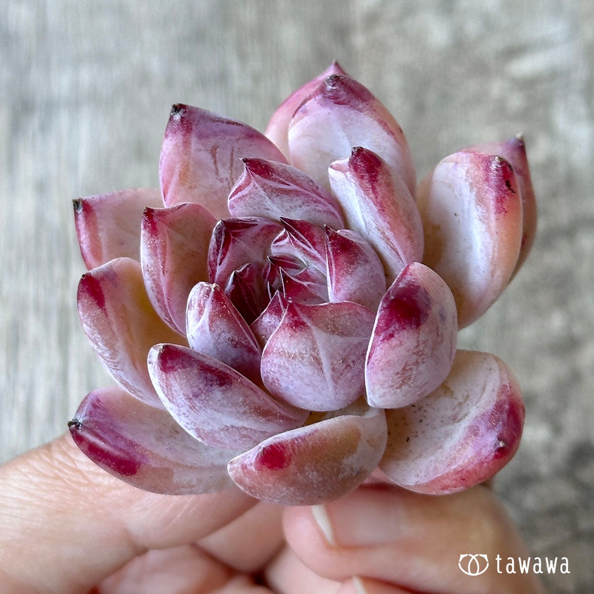 콜로라빈
