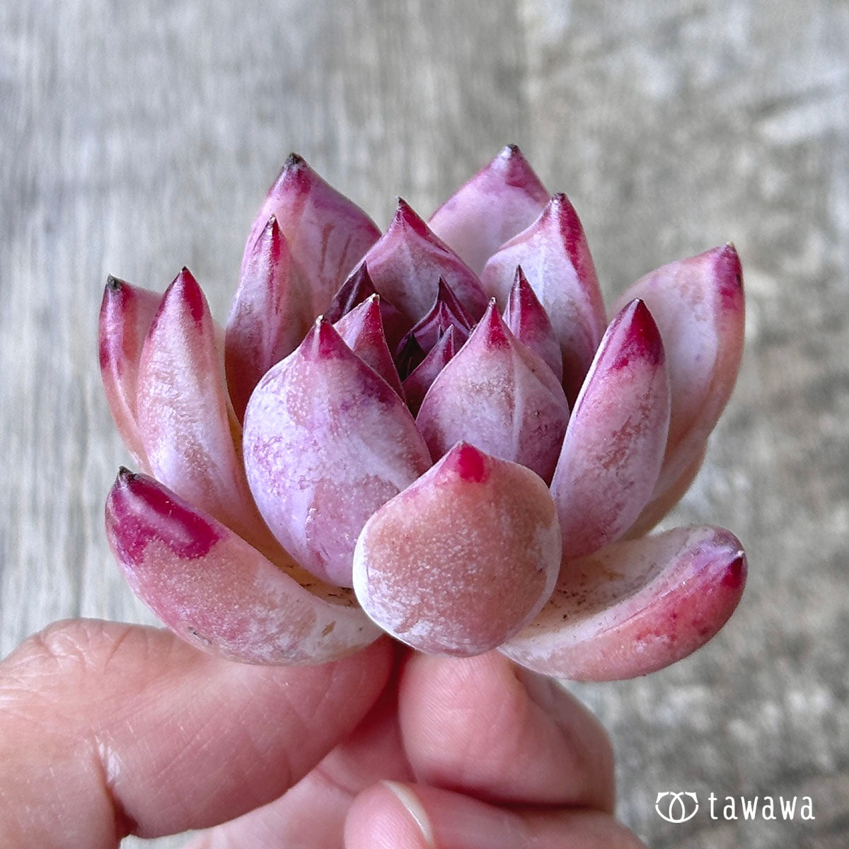콜로라빈