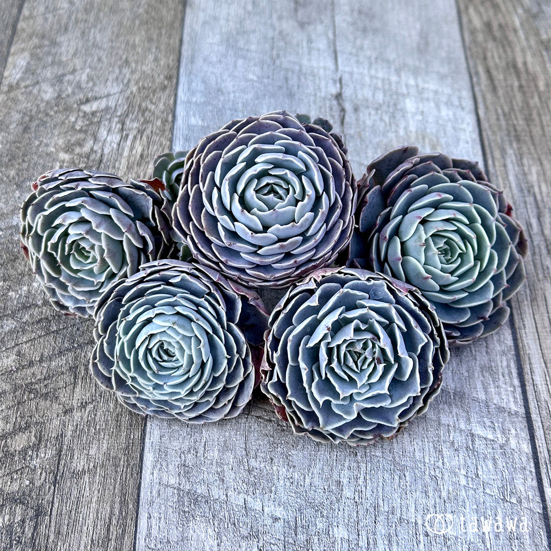 ローズピン(エアーマジック苗)