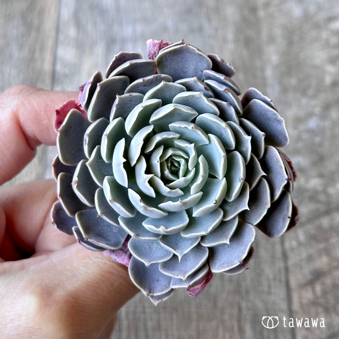 ローズピン(エアーマジック苗)