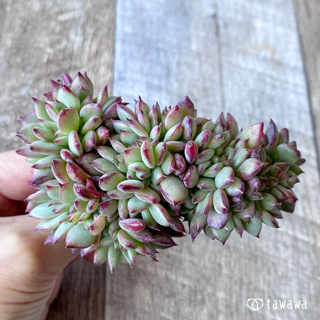 コロラータ綴化 ①