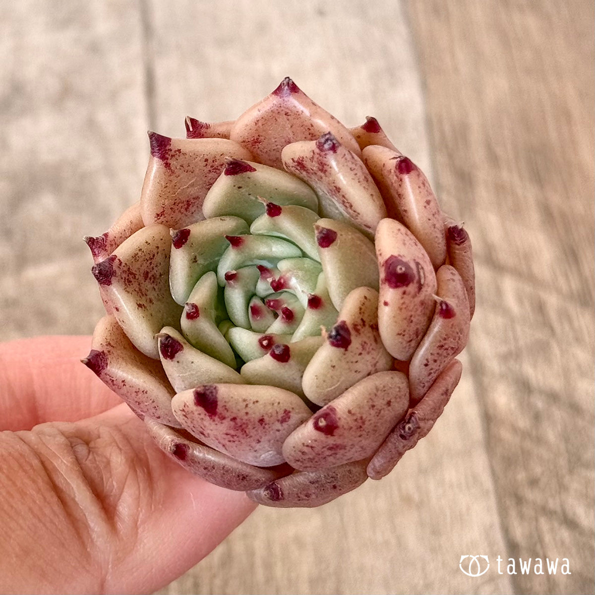 ピンクヒメ