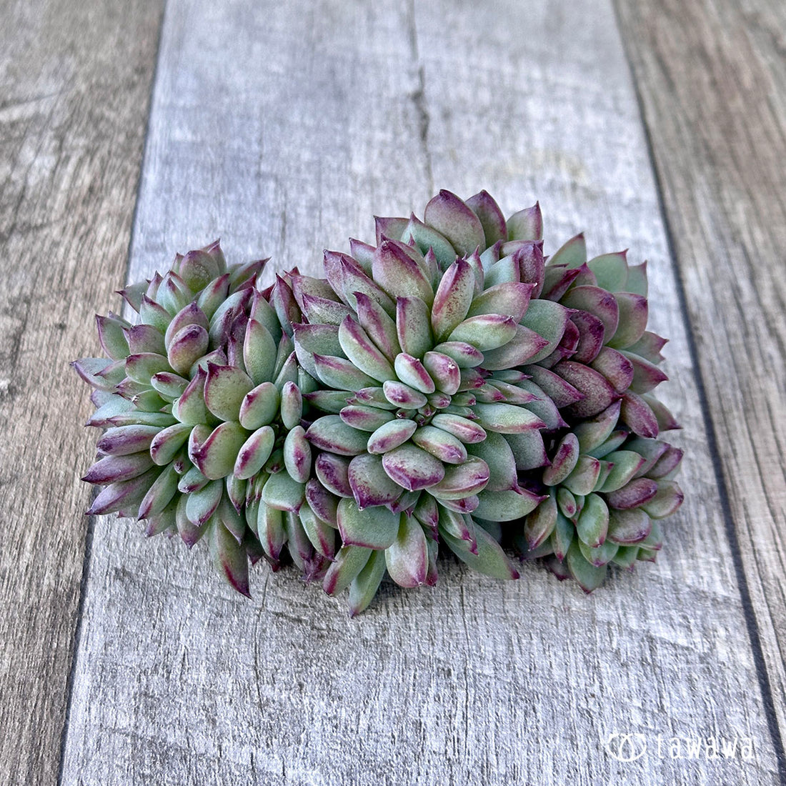 コロラータ綴化 ②