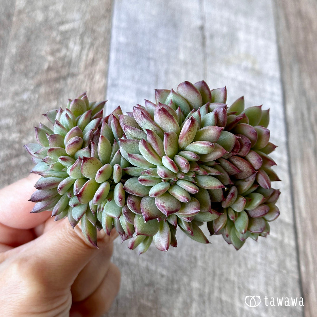 コロラータ綴化 ②