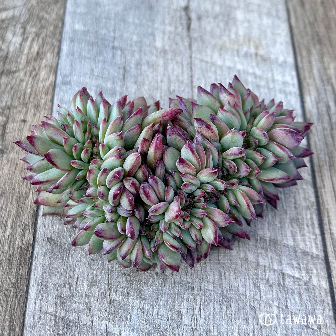 コロラータ綴化 ③