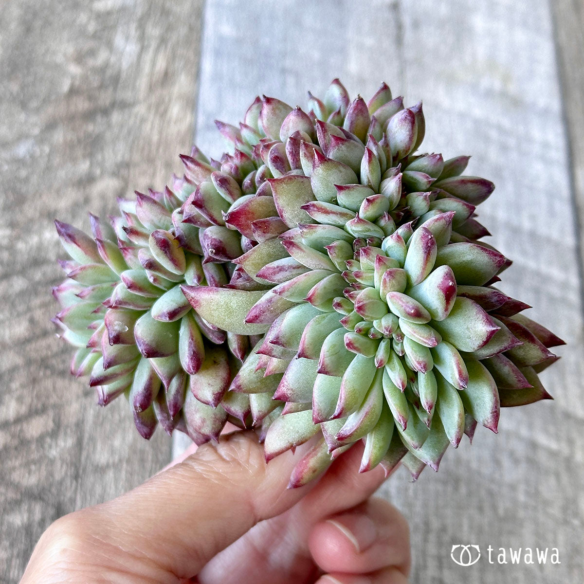 Echeveria colorata cristata ③