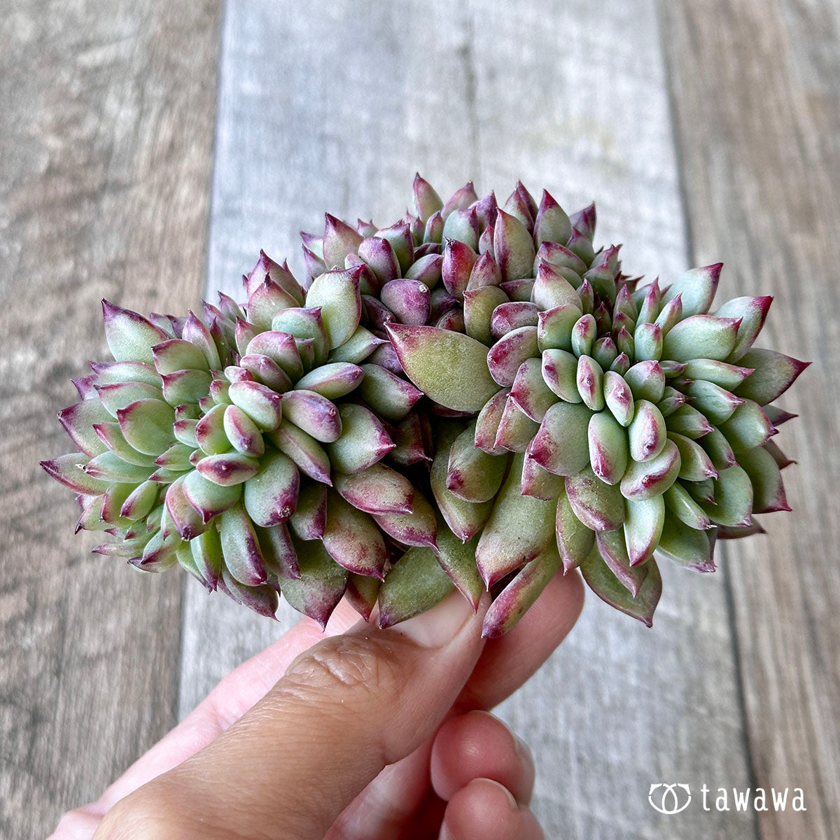 Echeveria colorata cristata ③