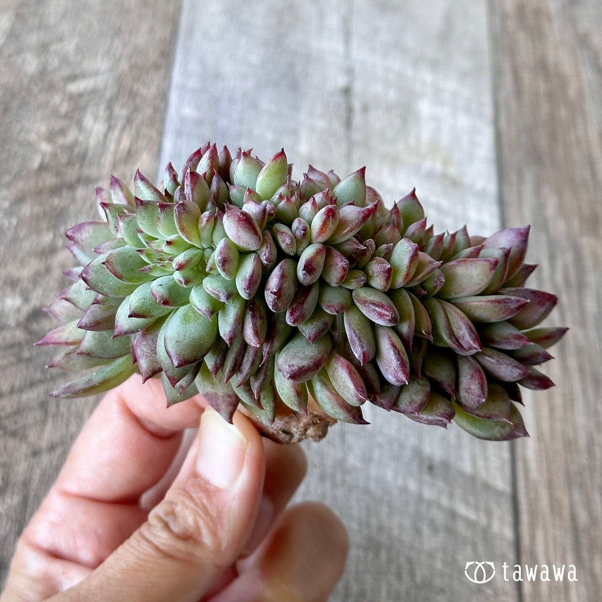 Echeveria colorata cristata ③