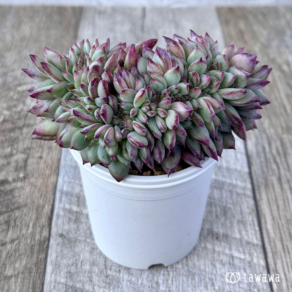 Echeveria colorata cristata ③
