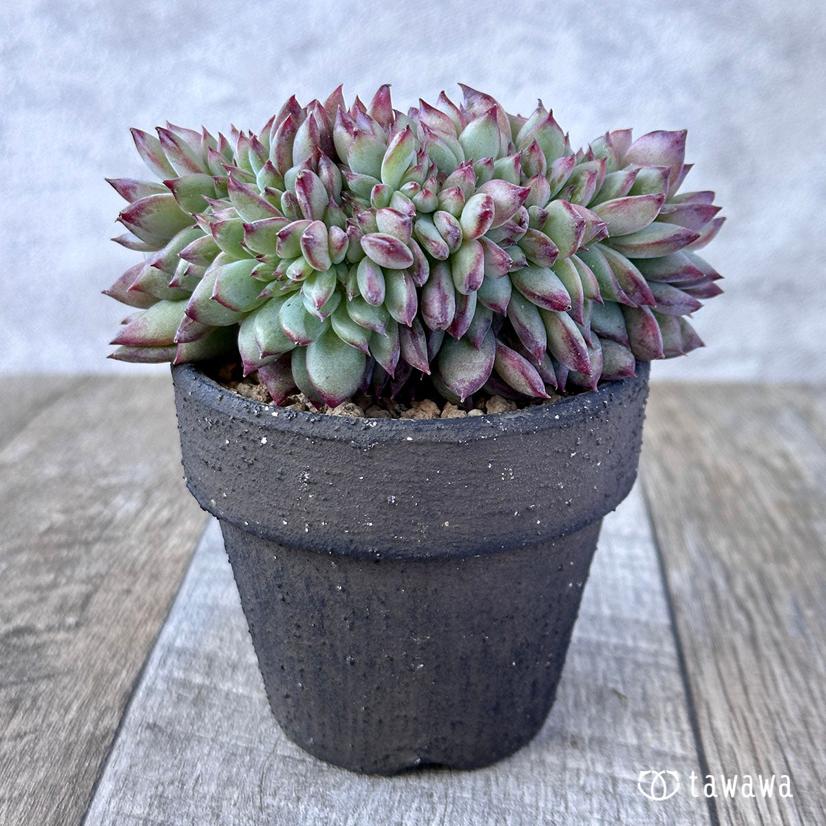Echeveria colorata cristata ③