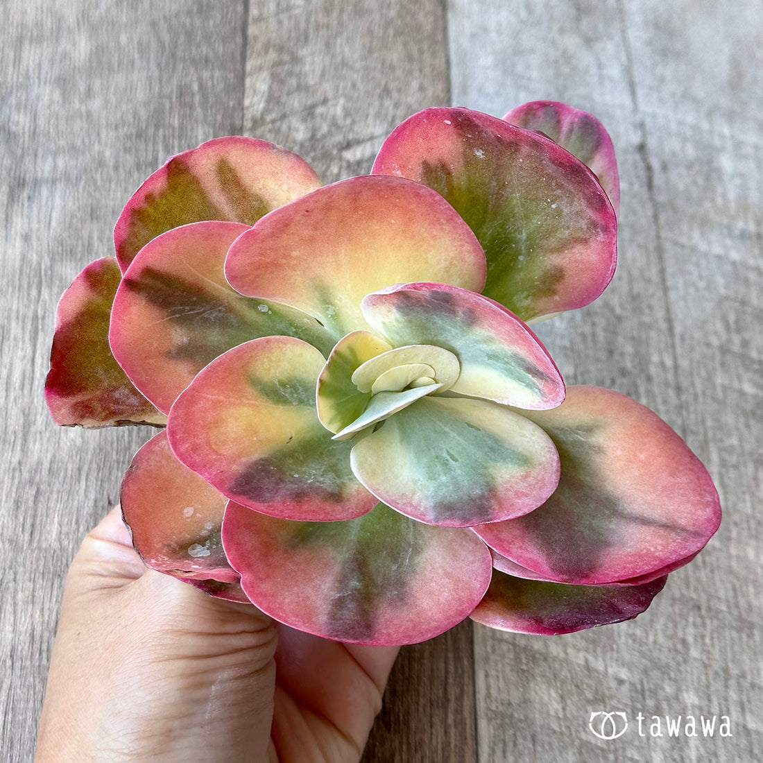 デザートローズ錦