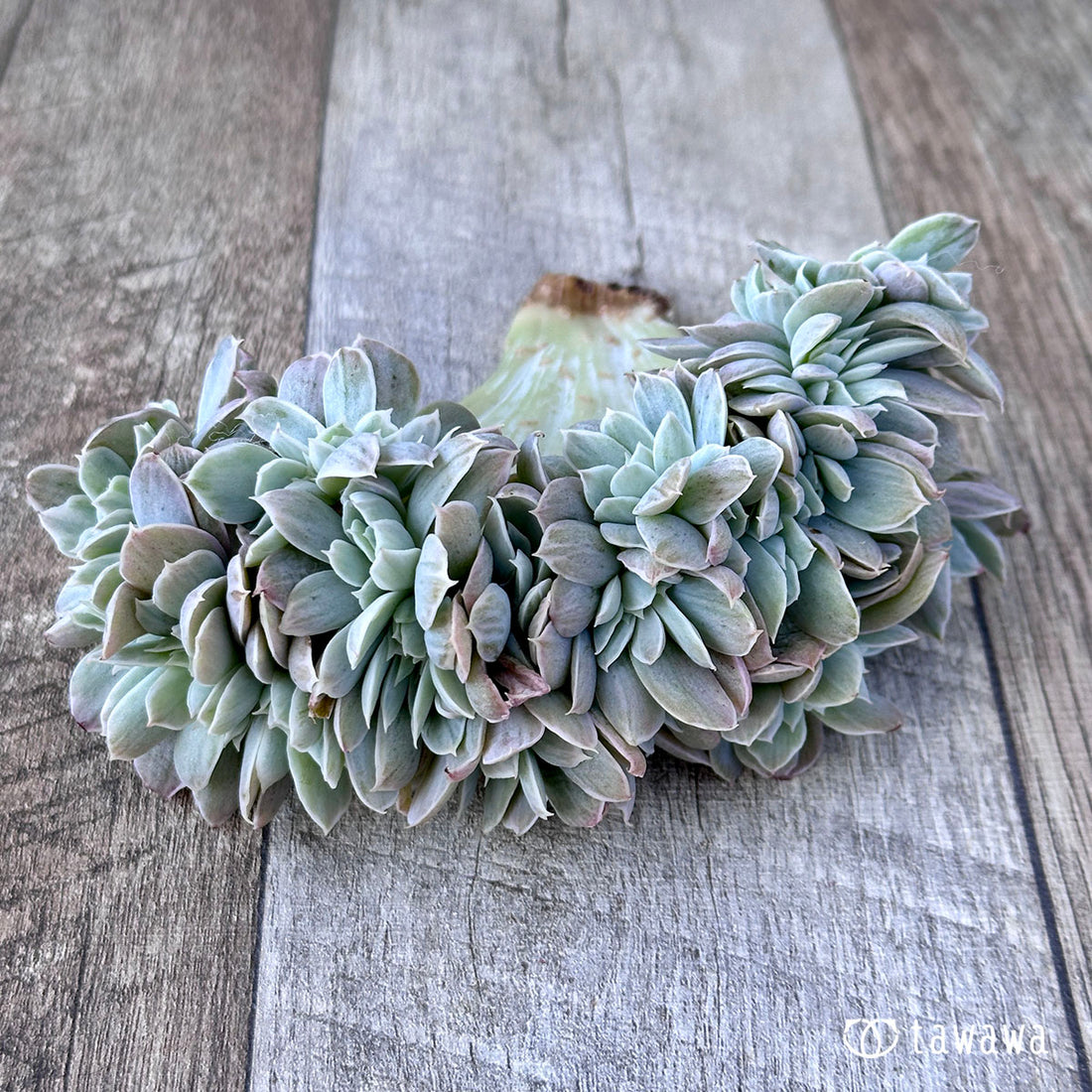 パステル錦 綴化 ①