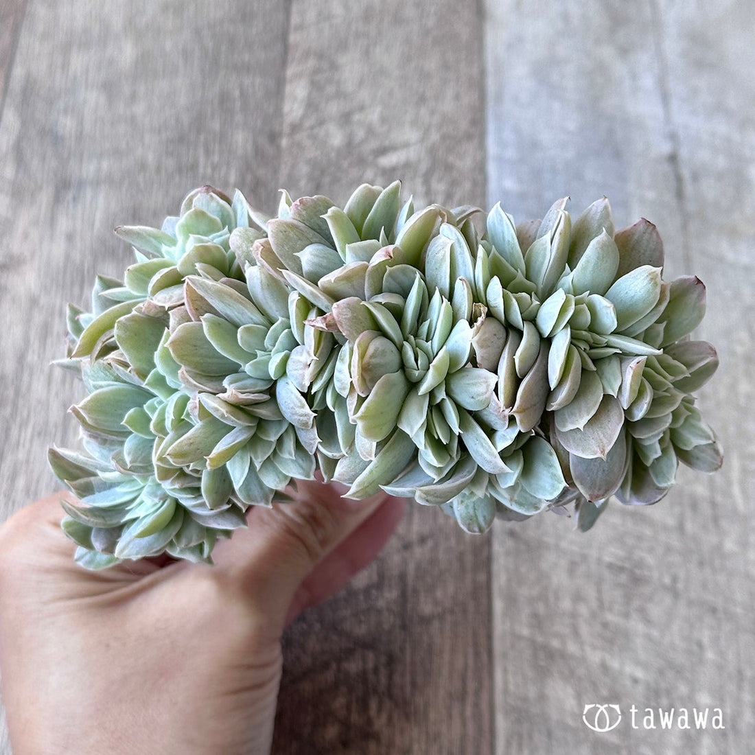 パステル錦 綴化 ①