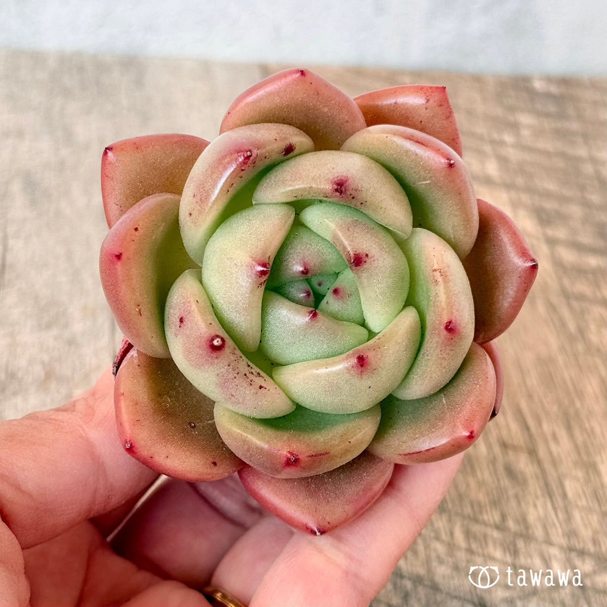 먼로 샤넬