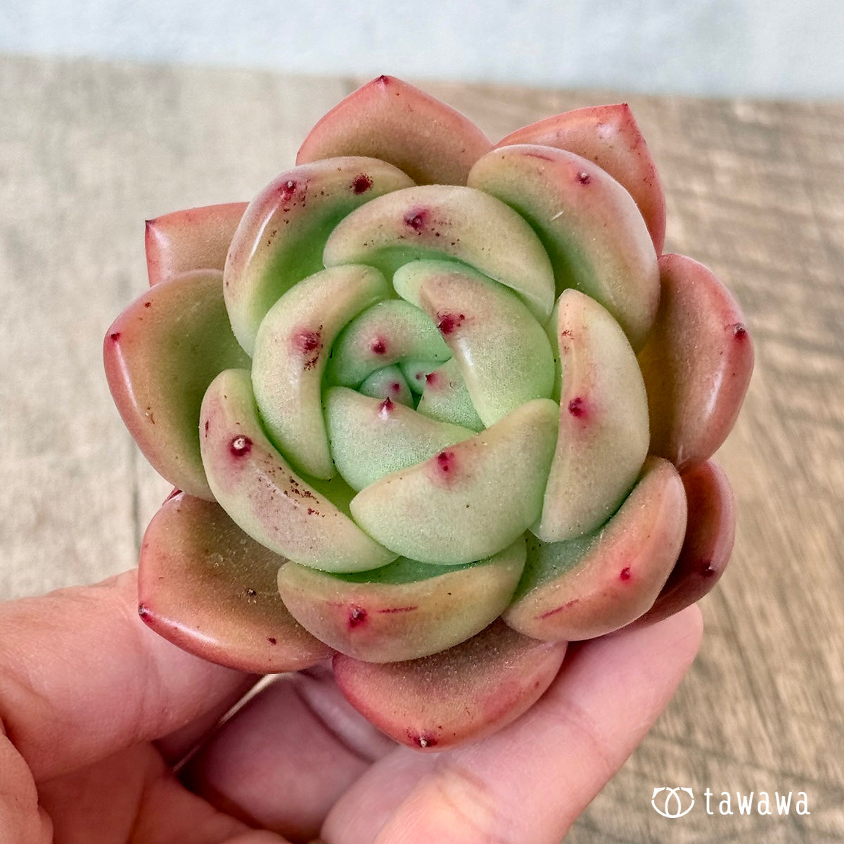 먼로 샤넬