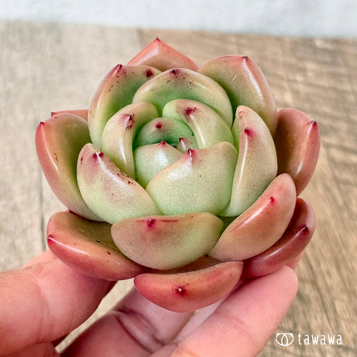먼로 샤넬