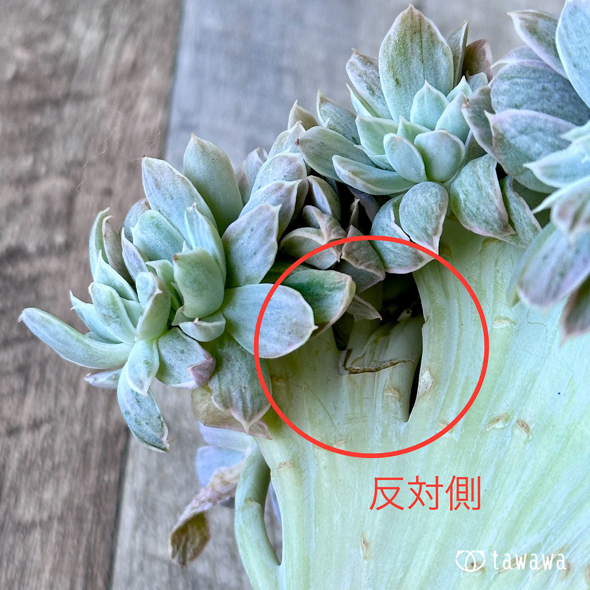 パステル錦 綴化 ①