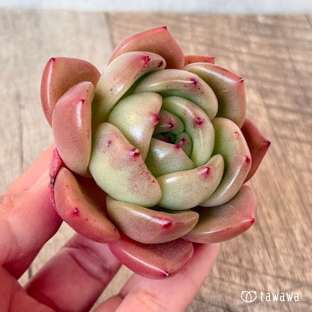 먼로 샤넬
