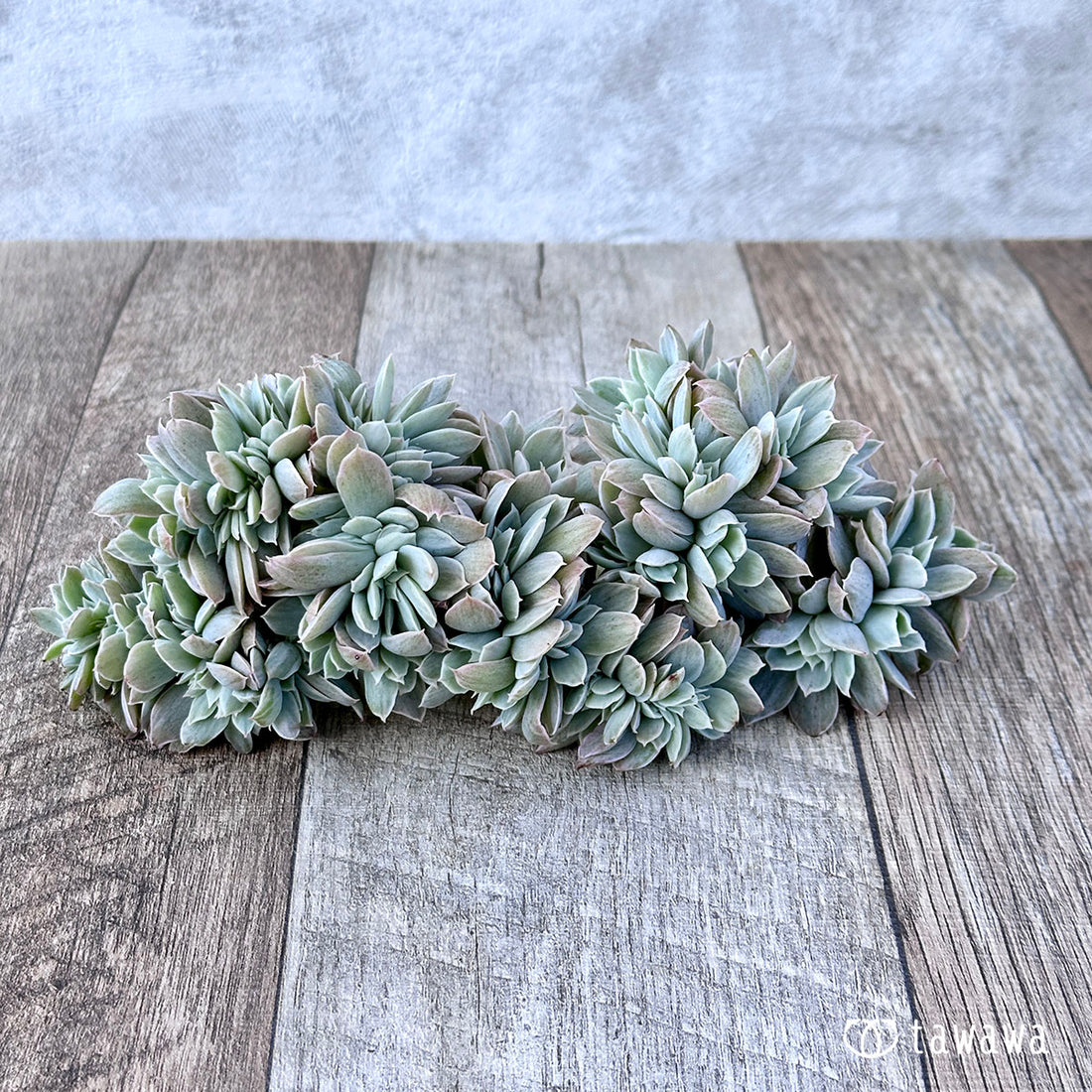 パステル錦 綴化 ②