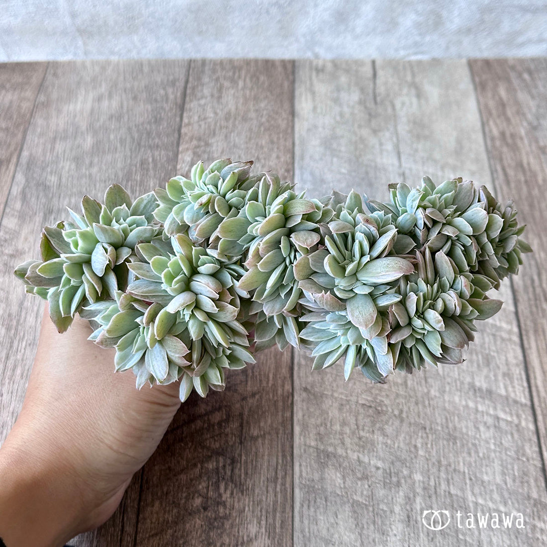 パステル錦 綴化 ②