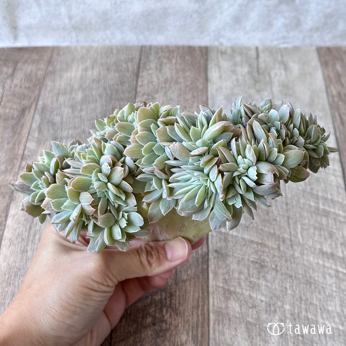 パステル錦 綴化 ②