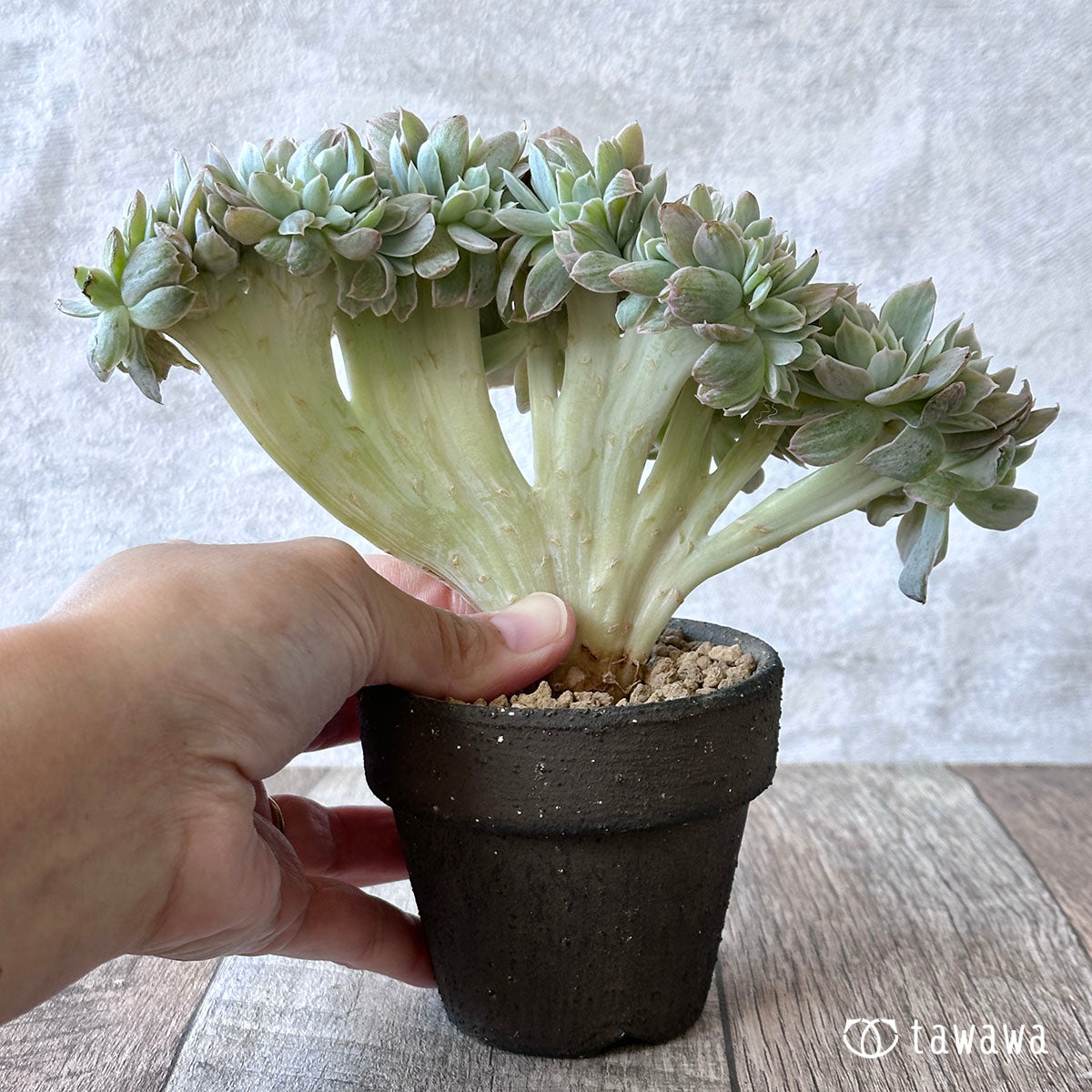 パステル錦 綴化 ②