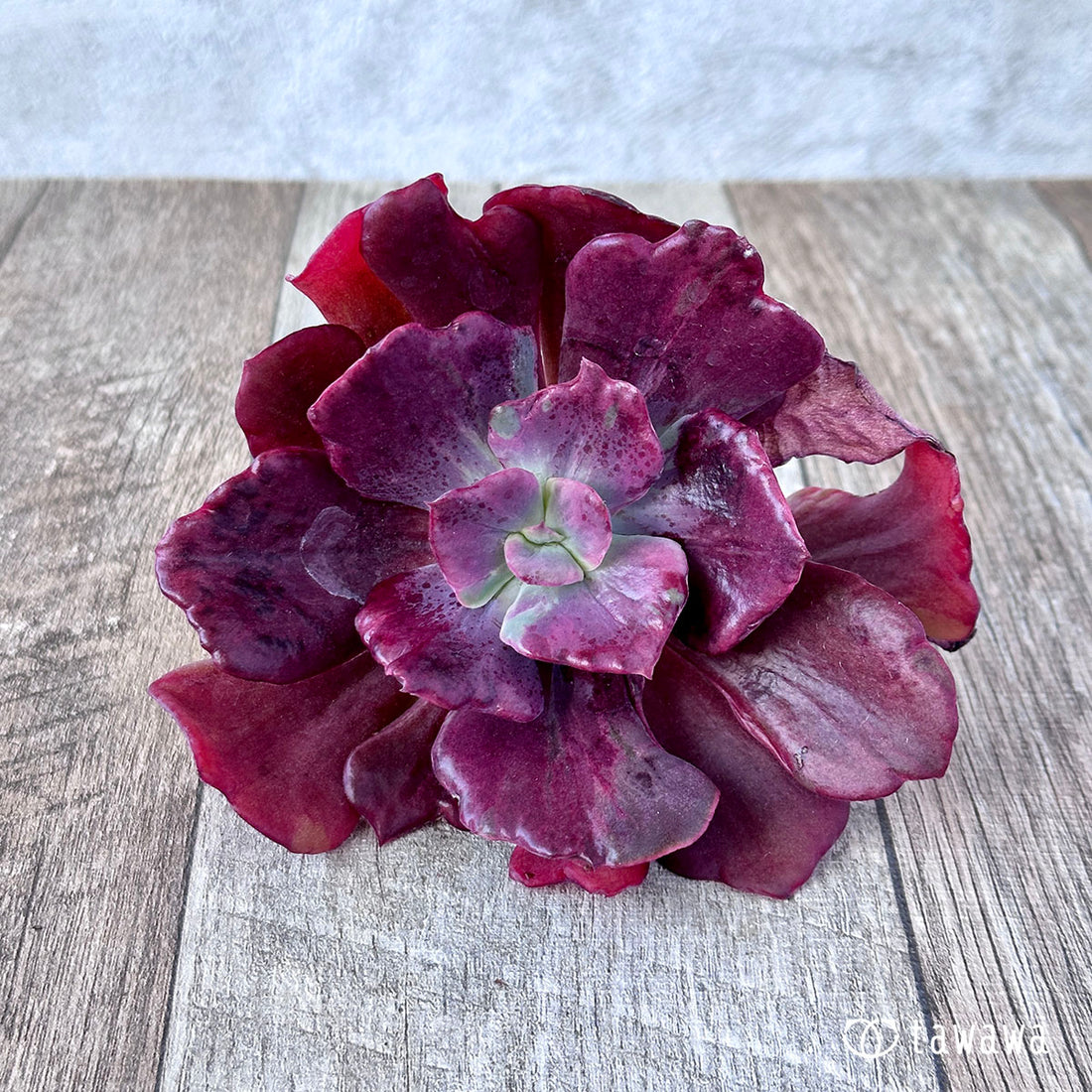 レッドシャンティリー錦