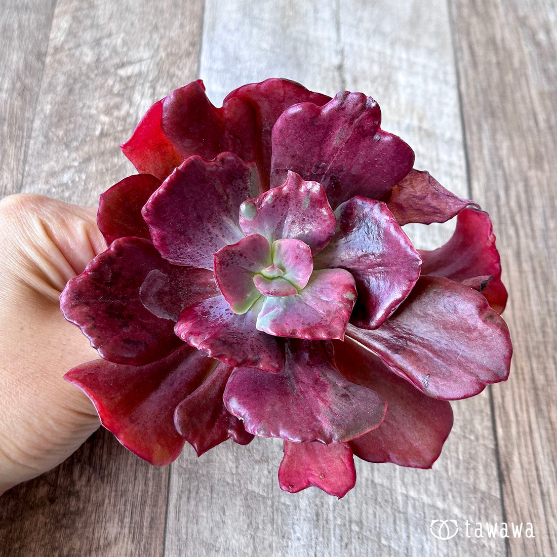 レッドシャンティリー錦