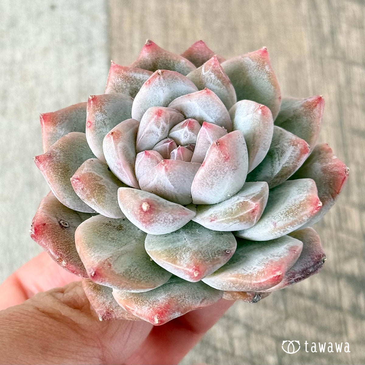아루바①