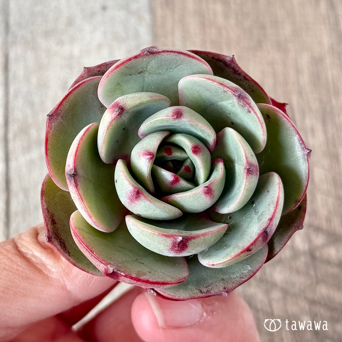 아루바①