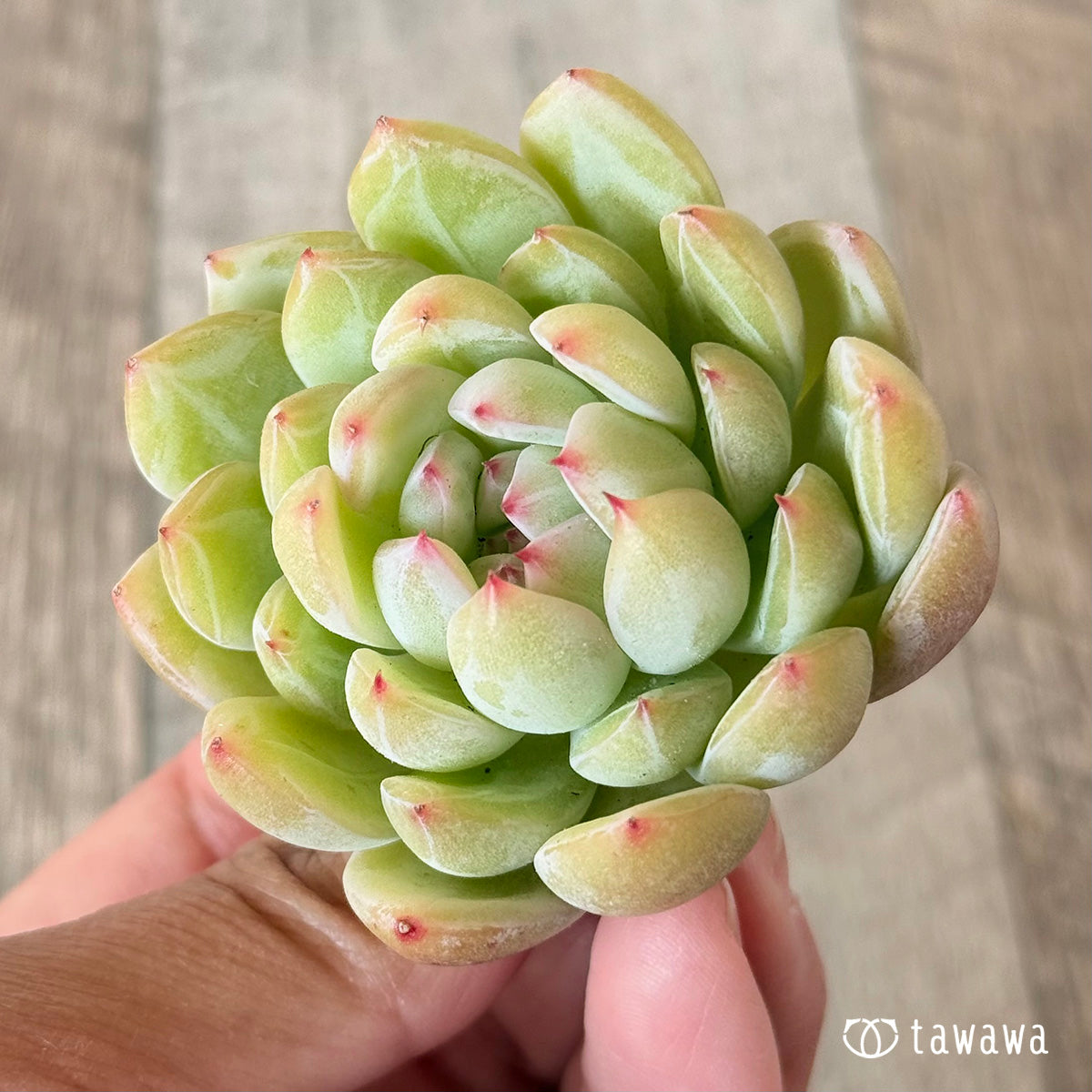 雪花ゼリー