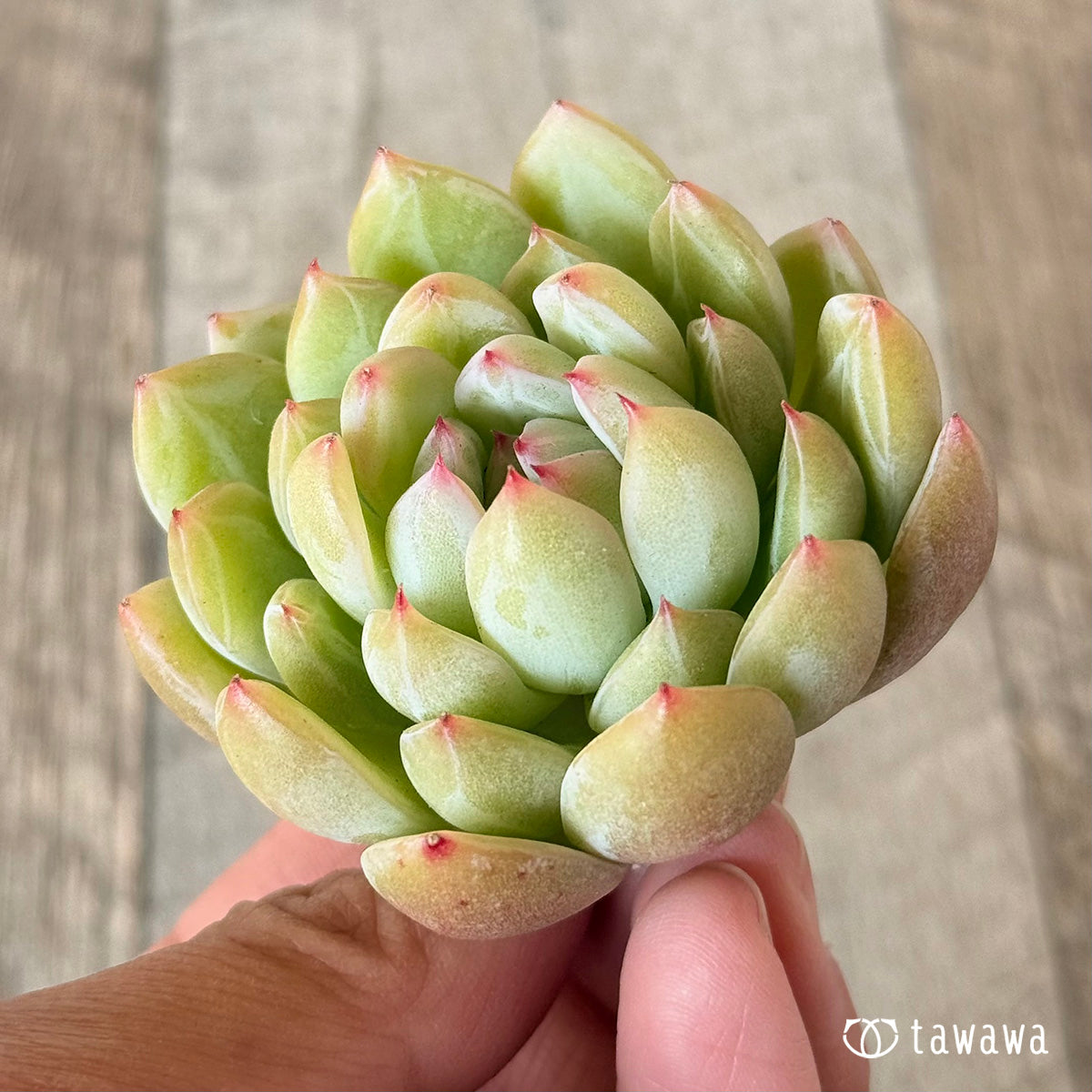 雪花ゼリー