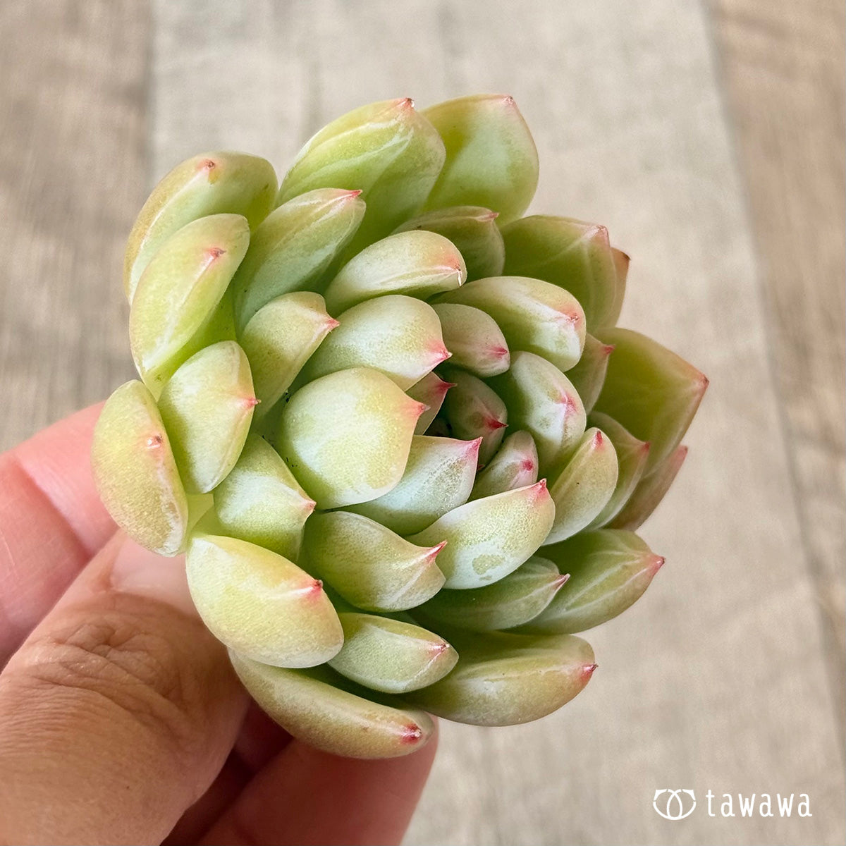 雪花ゼリー