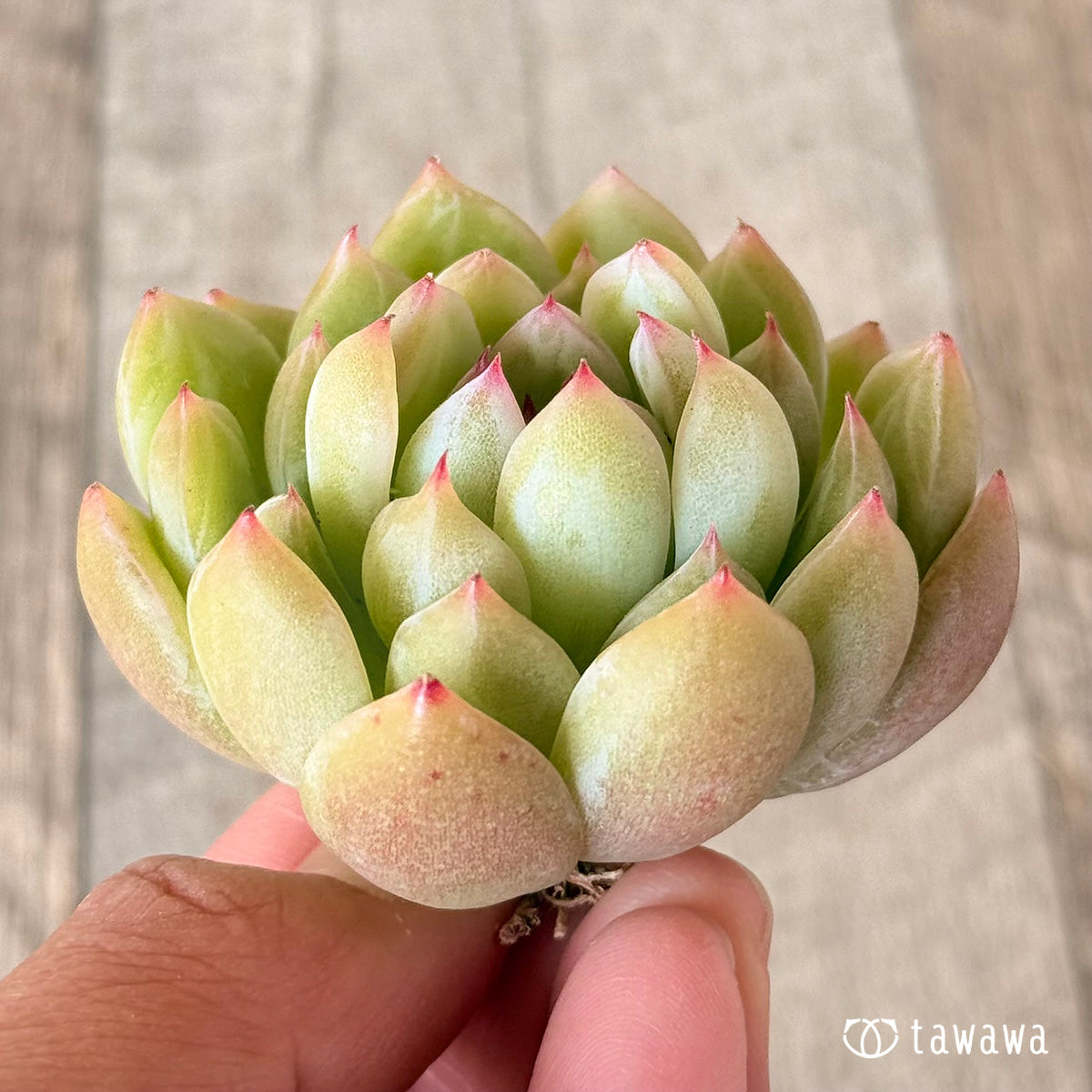 雪花ゼリー