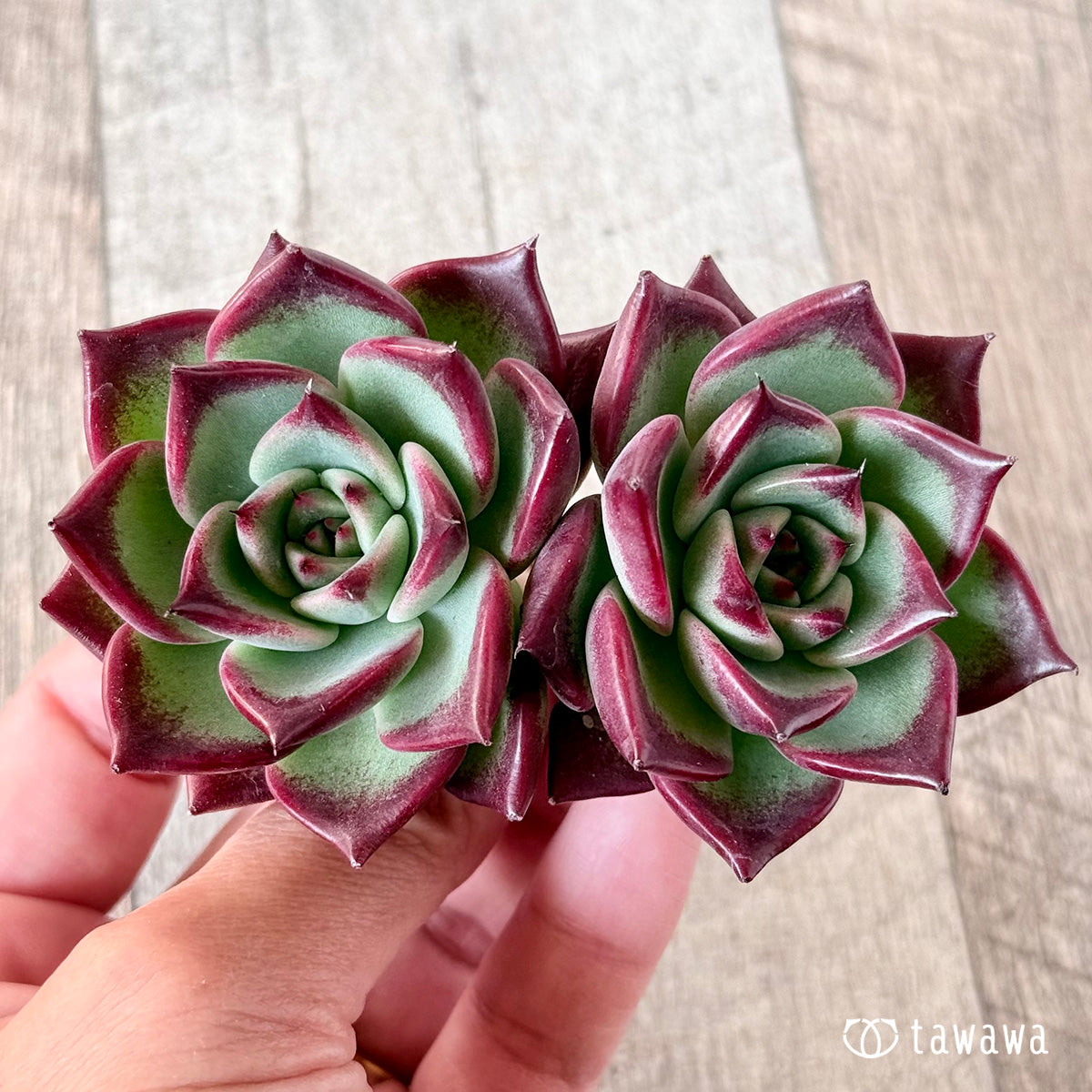 살라보니 × 슈퍼 클론