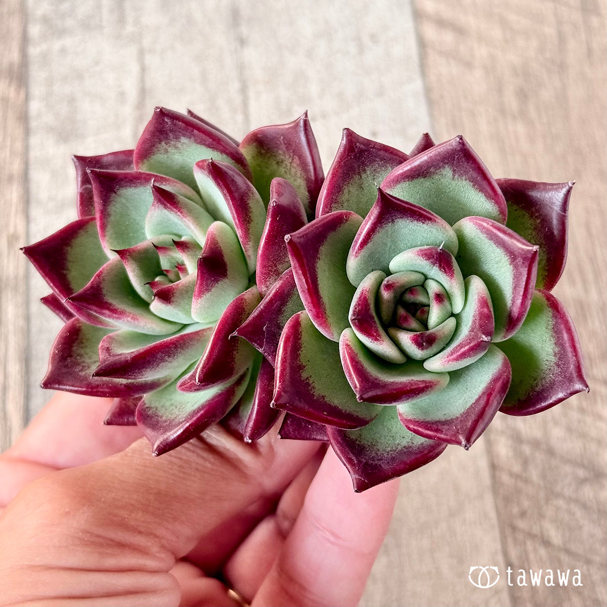 살라보니 × 슈퍼 클론