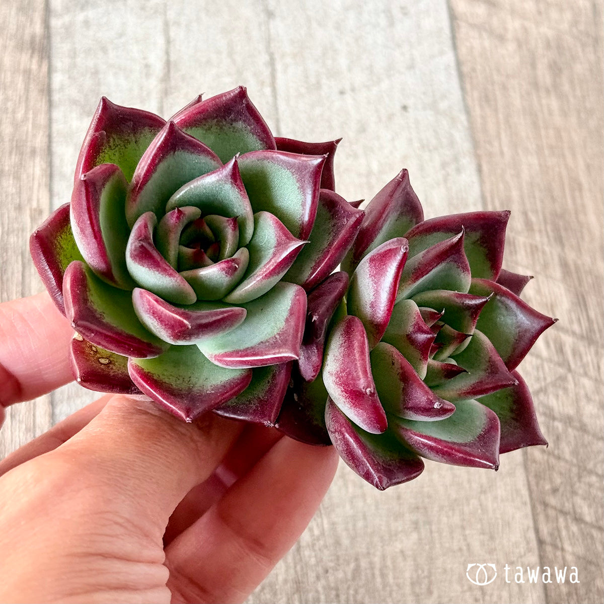 살라보니 × 슈퍼 클론