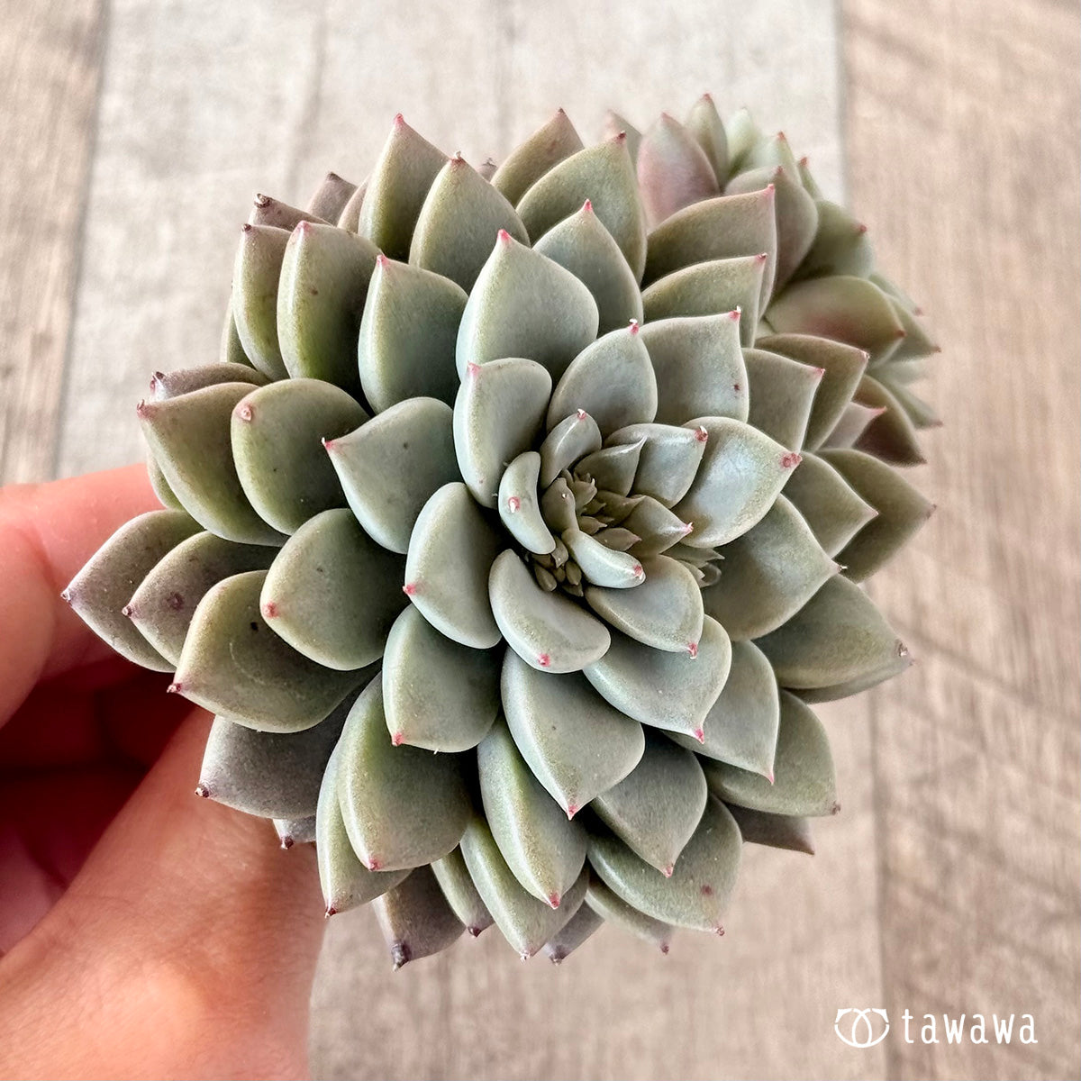 エルメス