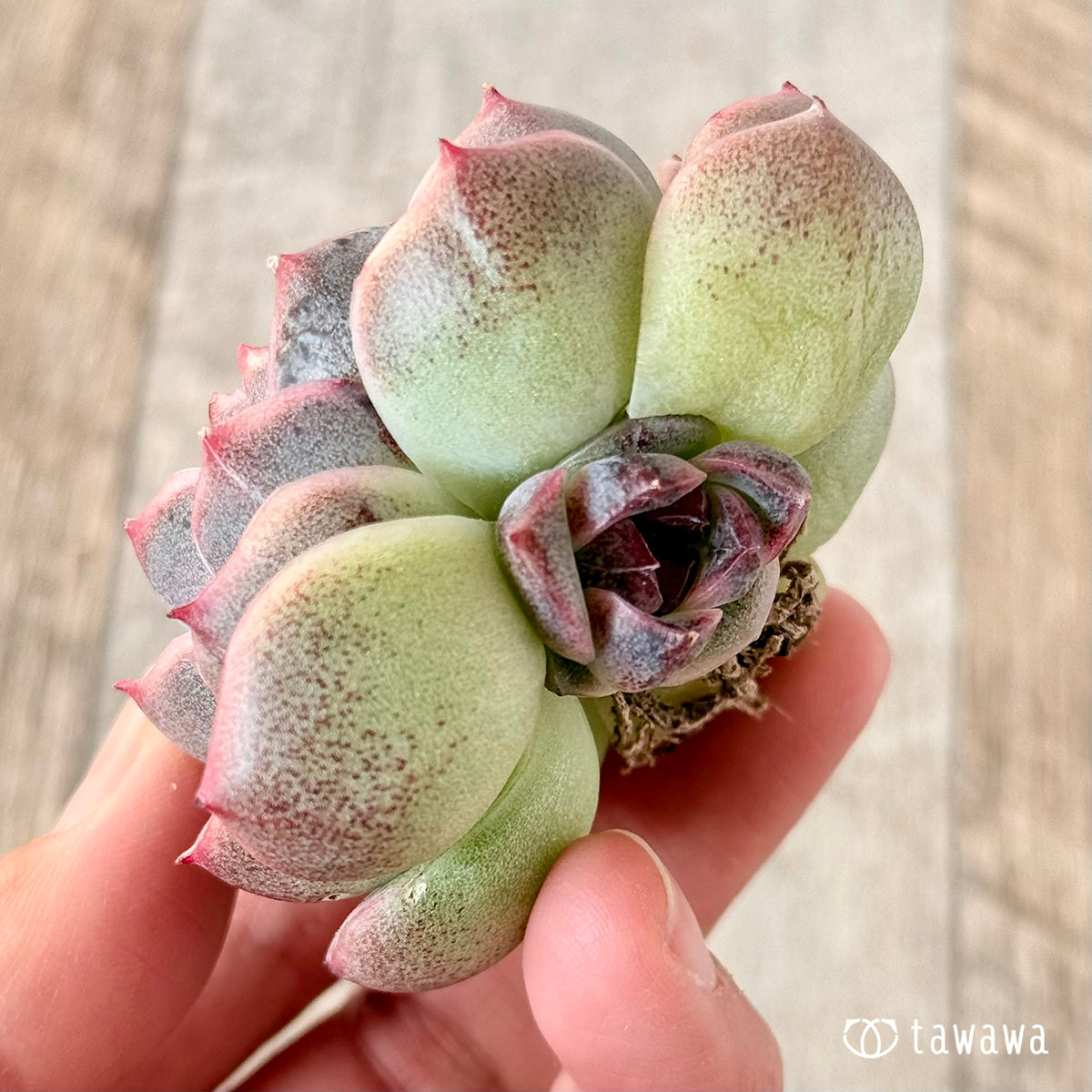 코로키