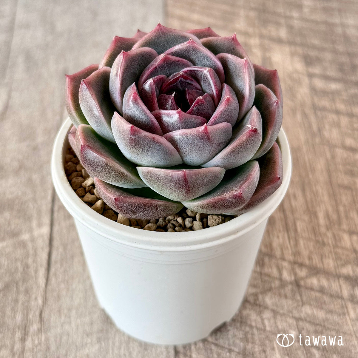 코로키