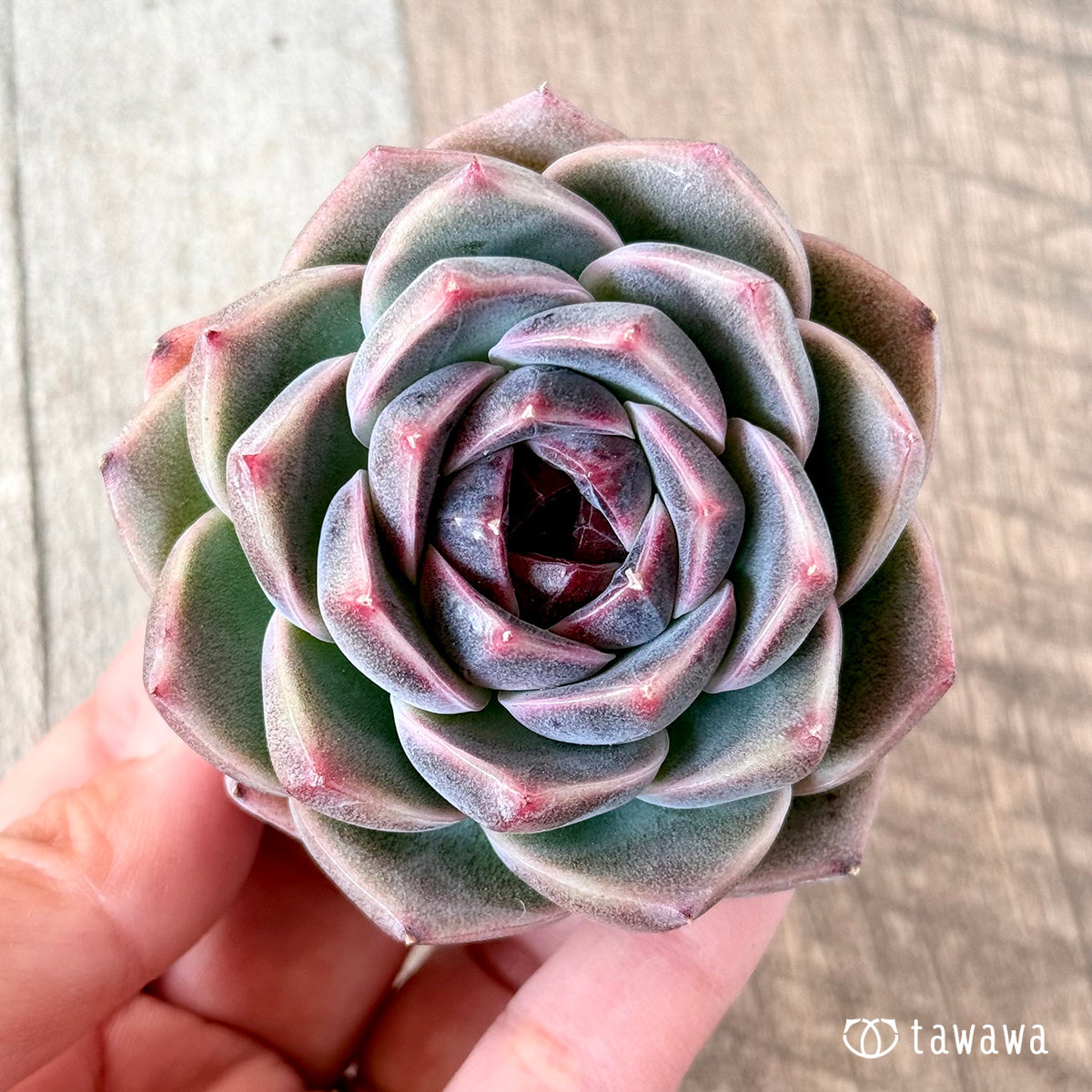 코로키