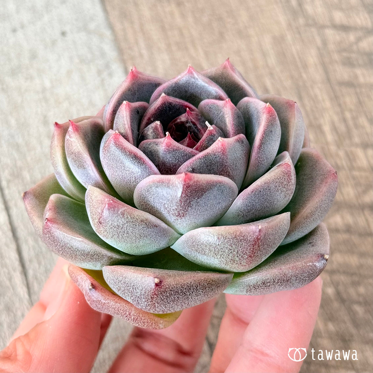 코로키