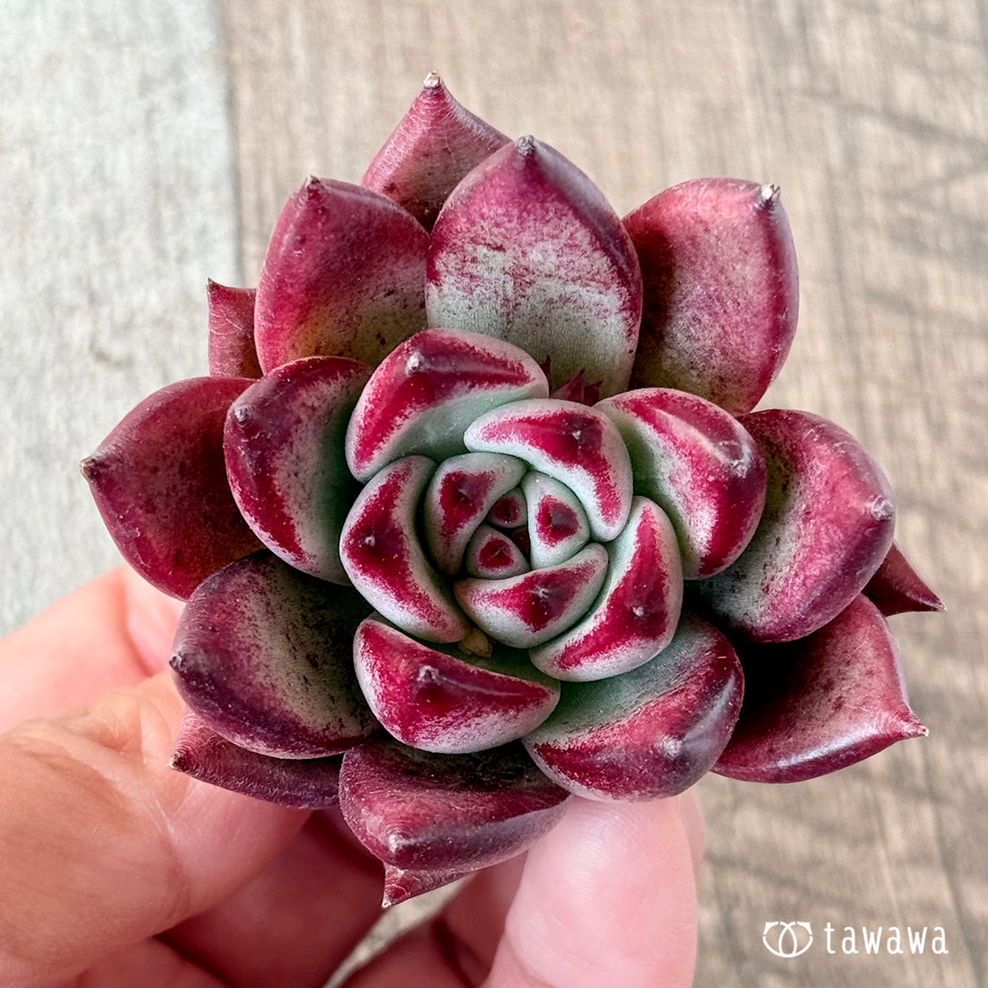 マジッククラウン(エアーマジック苗)