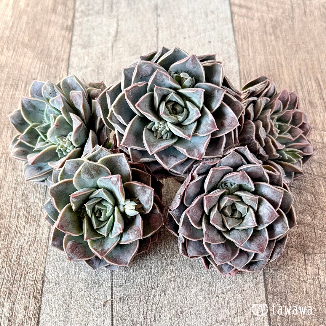 水玉(ウォータードロップ)