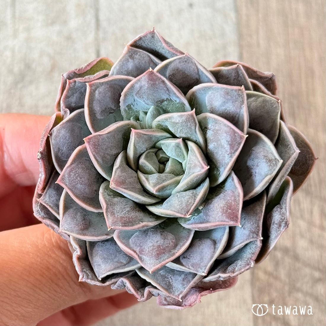 水玉(ウォータードロップ)