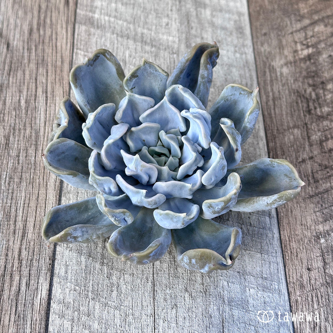 スリラーパール ②