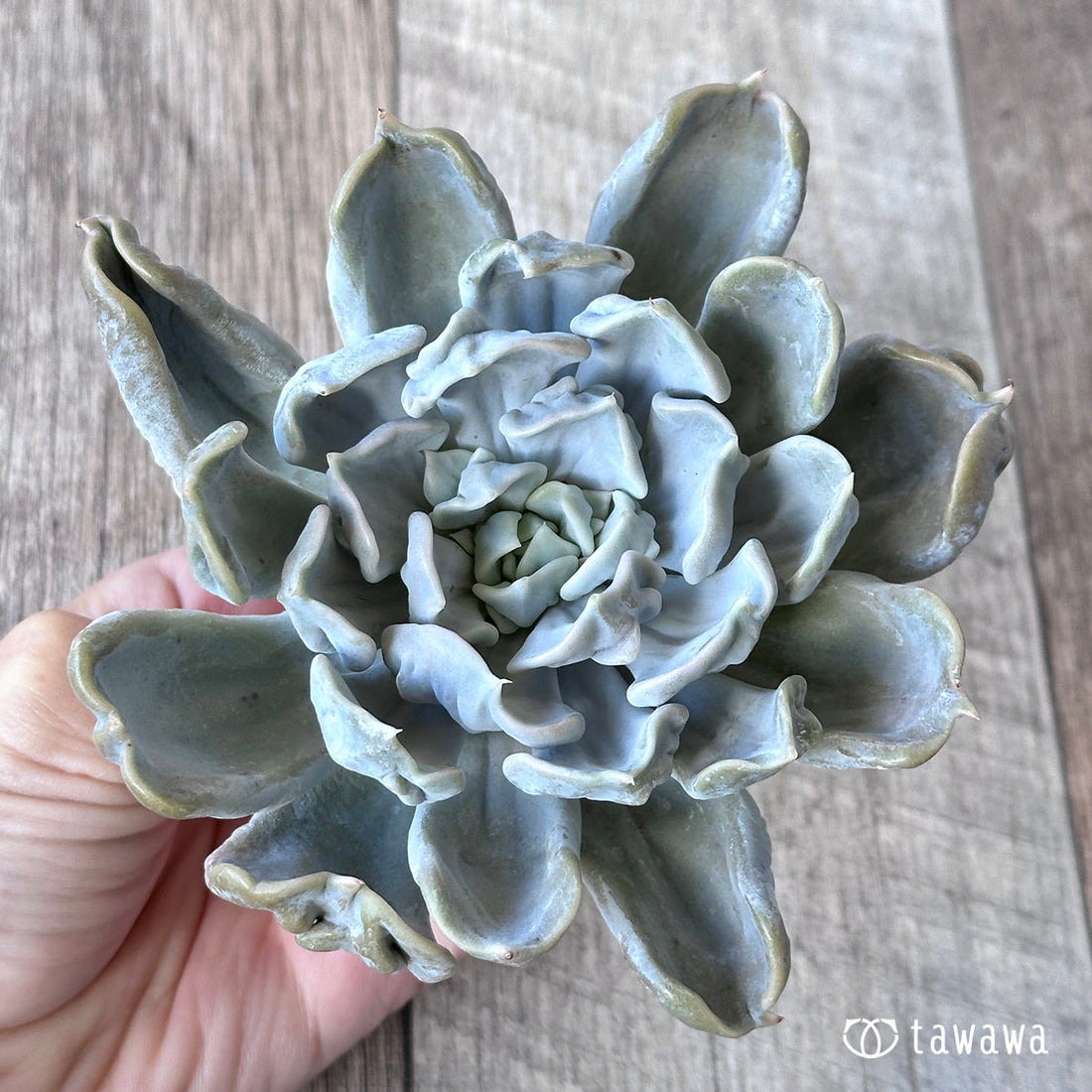 スリラーパール ②