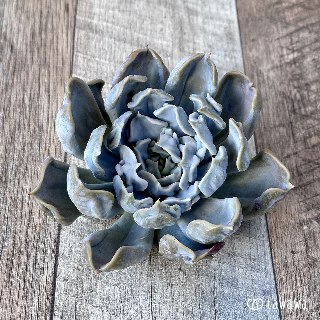 スリラーパール ③