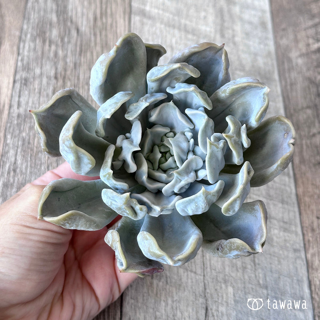 スリラーパール ③