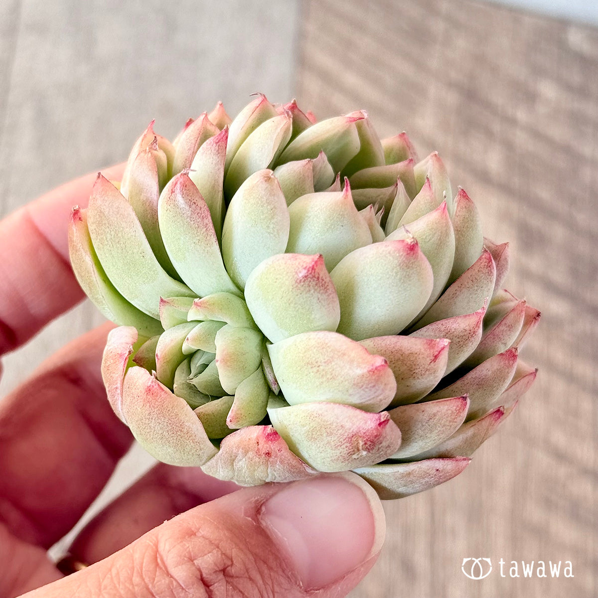 아루바①